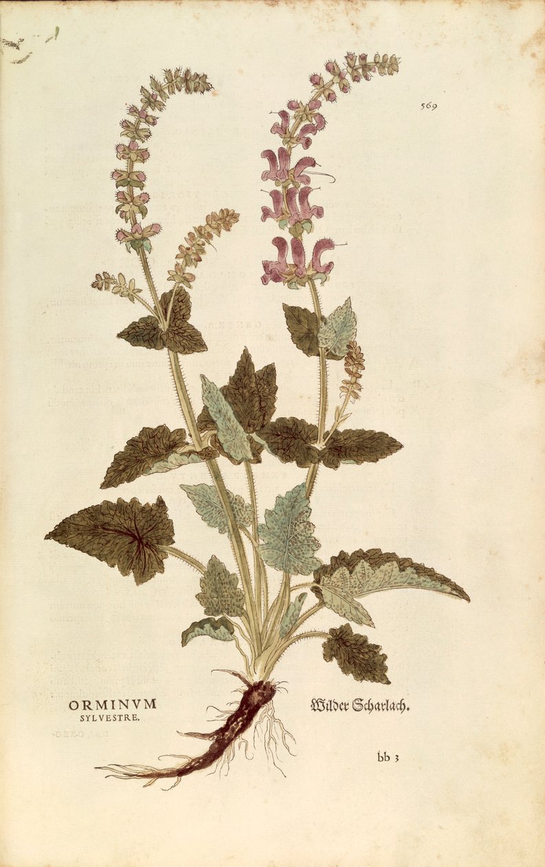 Bocca di drago (Horminum o Orminum sylvestre) di Leonhart Fuchs da De historia stirpium commentarii insignes (Notable Commentaries on the History of Plants), incisione colorata da Leonhard Fuchs