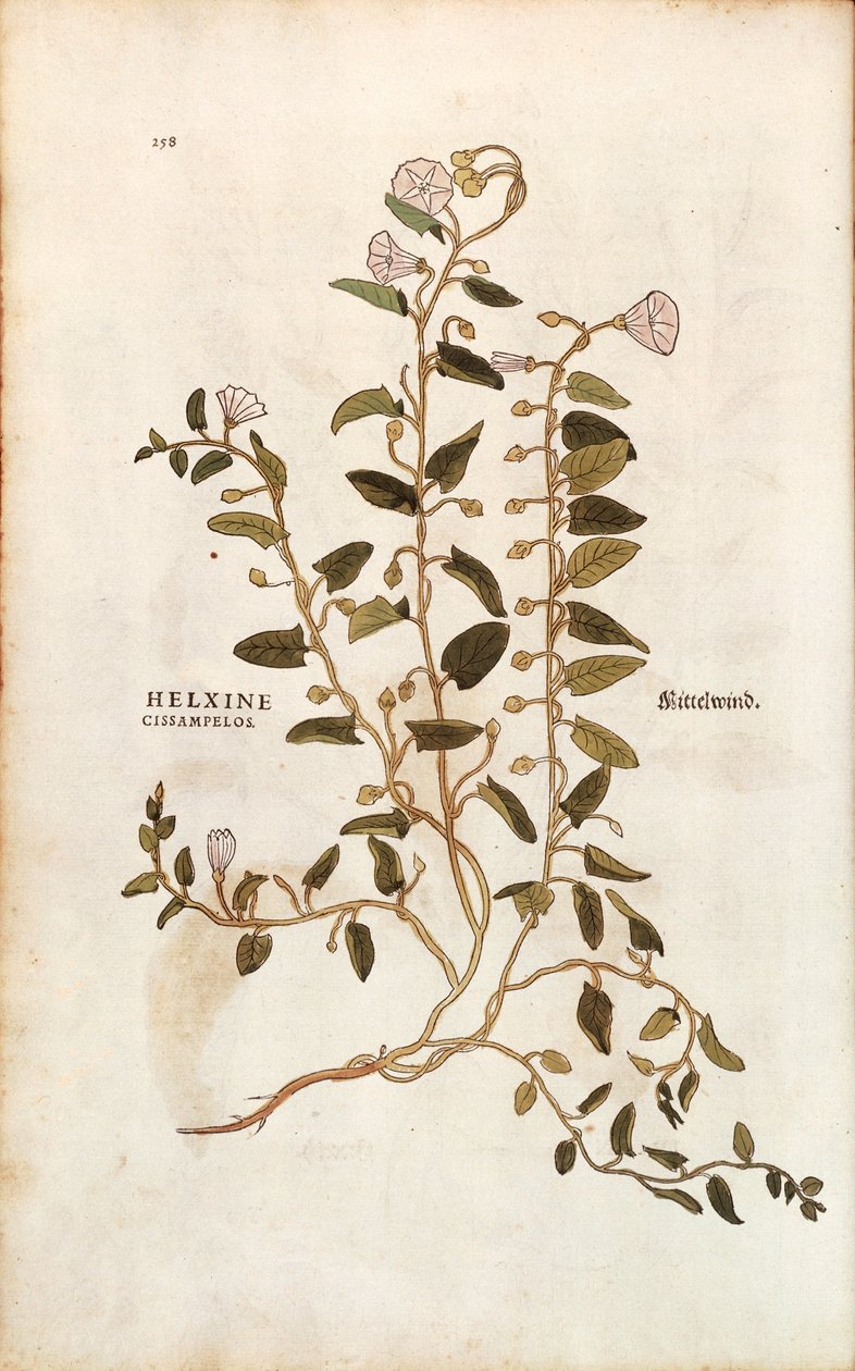 Vilucchio - Convolvulus arvensis, da De historia stirpium commentarii insignes da Leonhard Fuchs