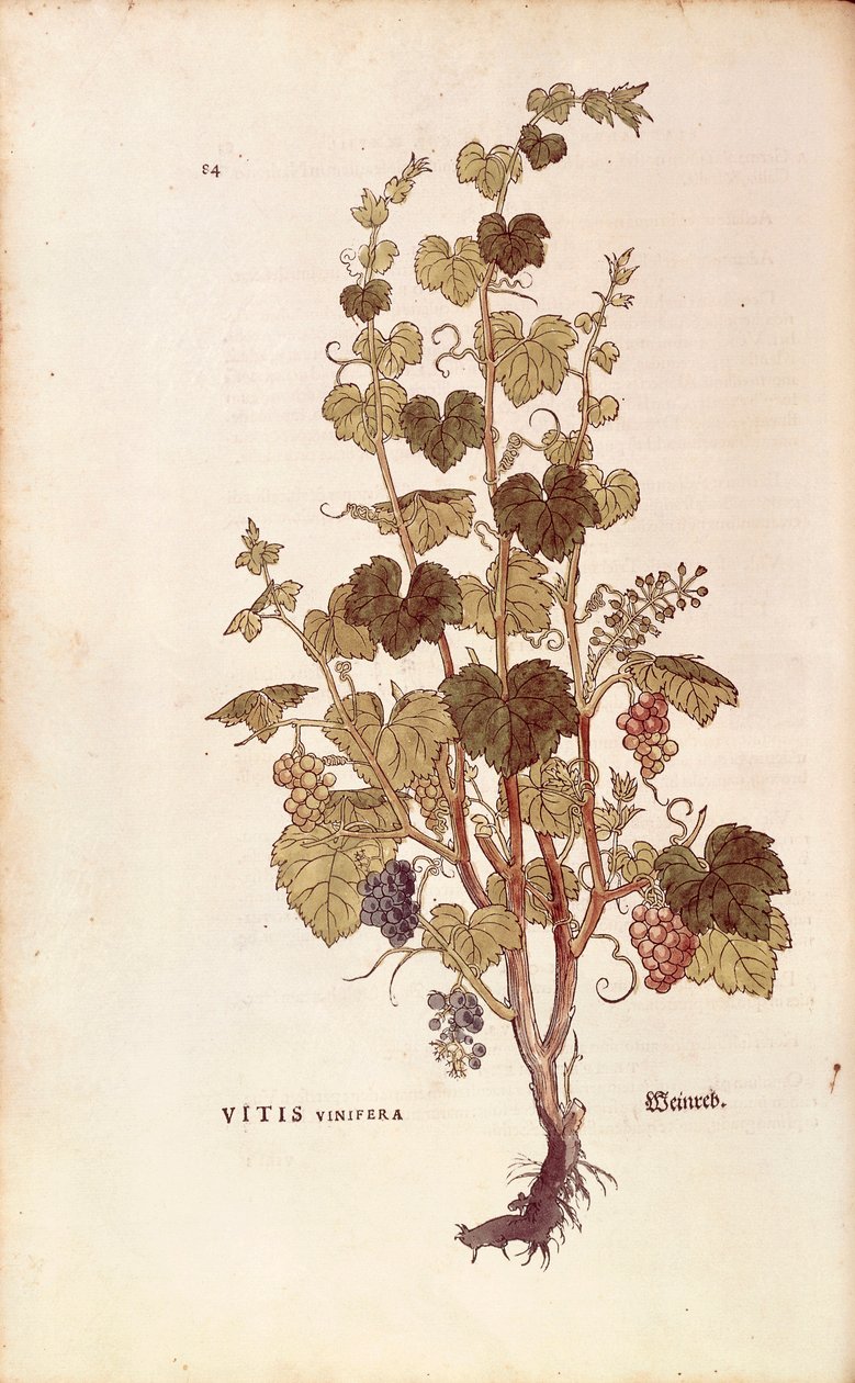 Vite (Vitis vinifera), da De historia stirpium commentarii insignes da Leonhard Fuchs