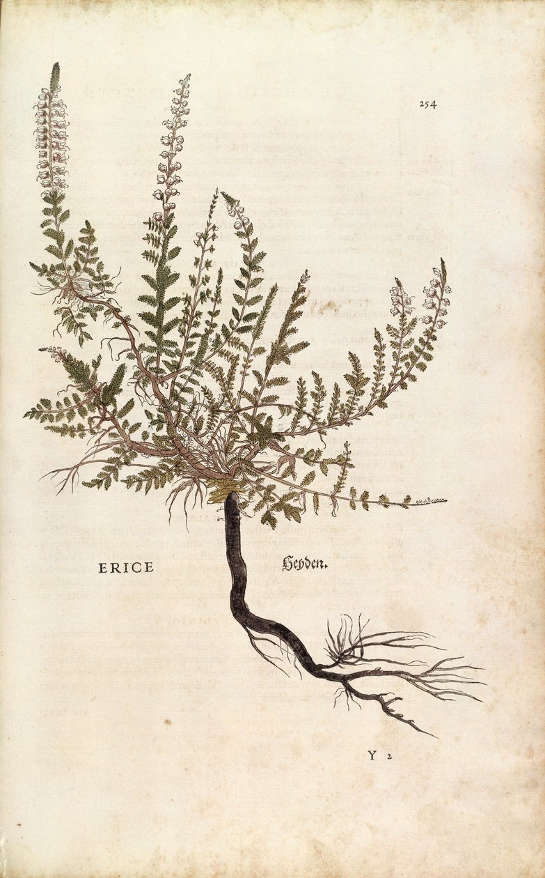Erica - Calluna vulgaris, da De historia stirpium commentarii insignes da Leonhard Fuchs