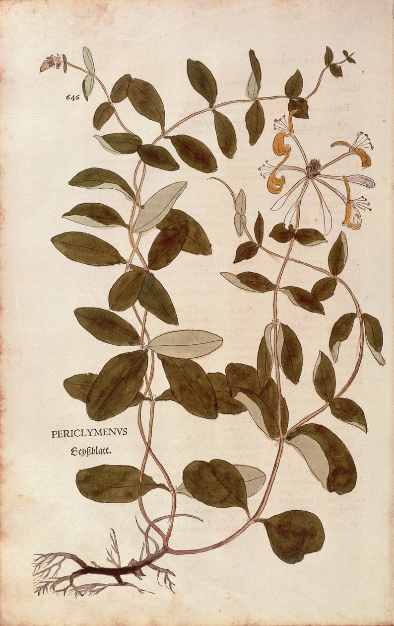 Caprifoglio (Lonicera periclymenum), da De historia stirpium commentarii insignes da Leonhard Fuchs