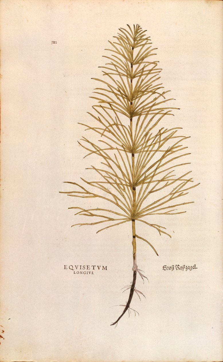 Equisetum arvense (Equisetum longius) da De historia stirpium commentarii insignes da Leonhard Fuchs