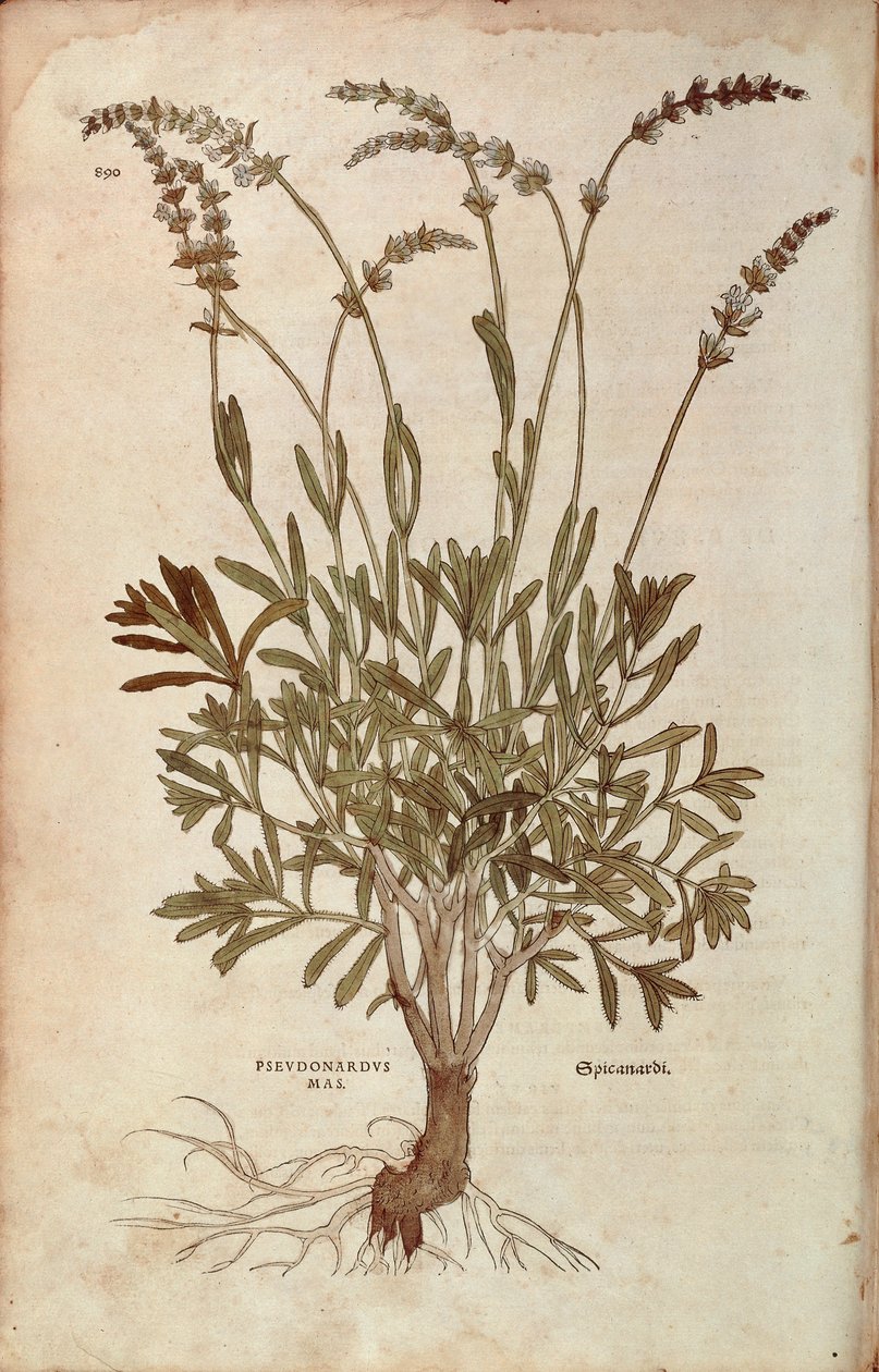 Lavanda - Lavandula spica (Pseudonardus mas) da De historia stirpium commentarii insignes, incisione colorata da Leonhard Fuchs