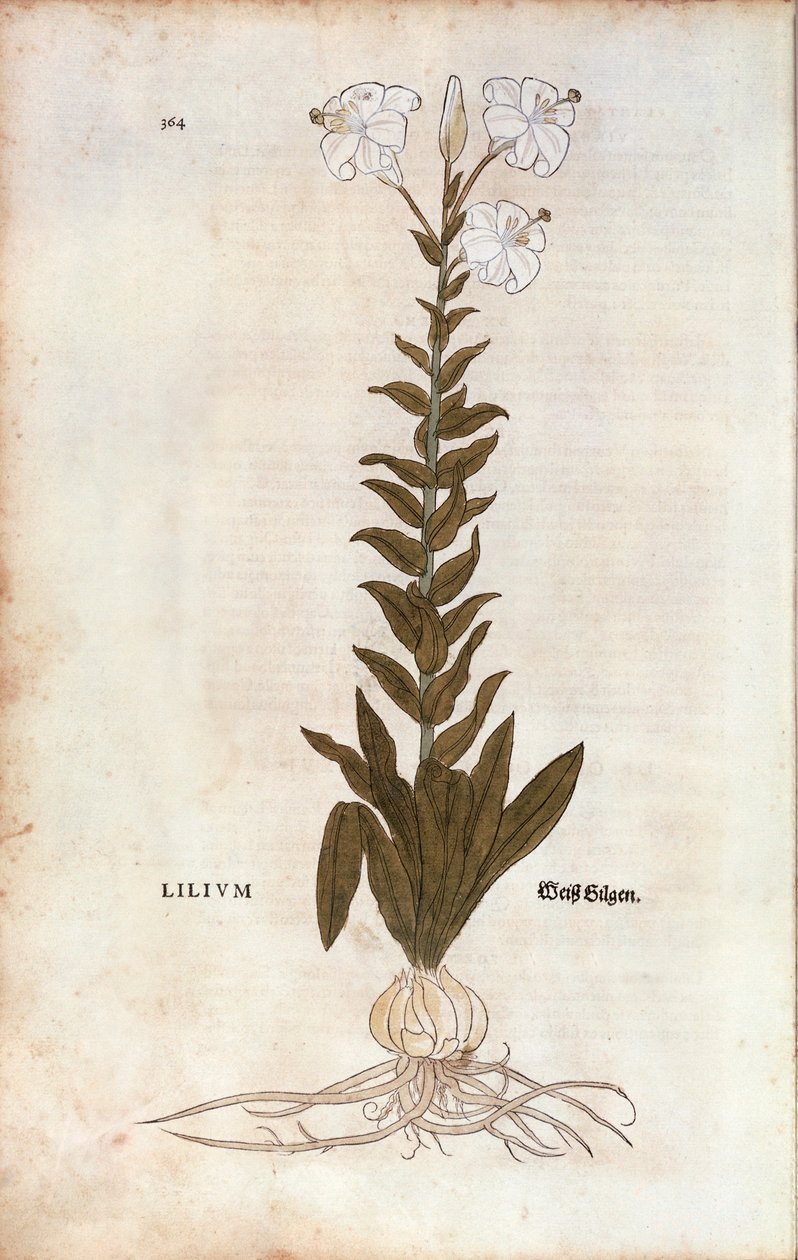 Giglio (Lilium) di Leonhart Fuchs da "De historia stirpium commentarii insignes", incisione colorata da Leonhard Fuchs
