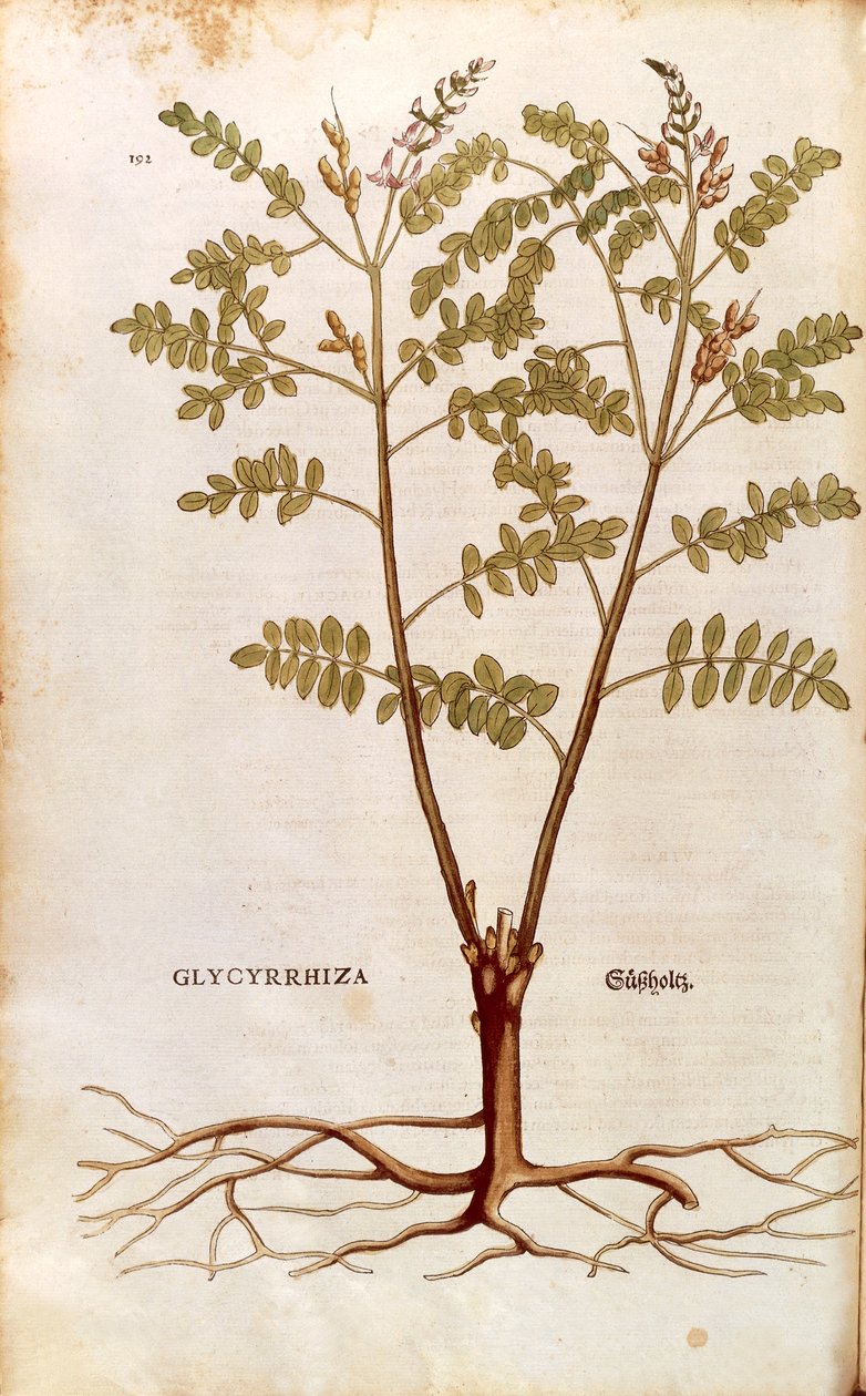 Liquirizia (Glycyrrhiza glabra) di Leonhart Fuchs da De historia stirpium commentarii insignes, incisione colorata da Leonhard Fuchs