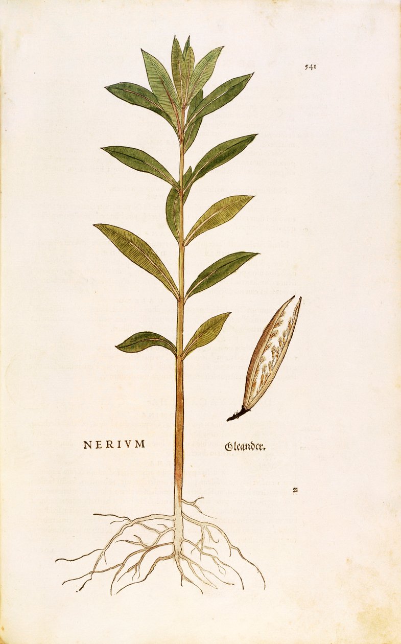 Oleandro (Nerium oleander) di Leonhart Fuchs da De historia stirpium commentarii insignes, incisione colorata da Leonhard Fuchs