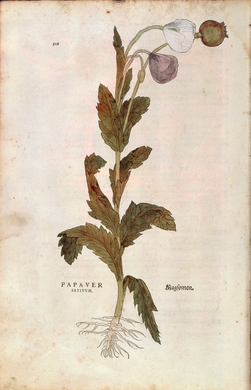 Papavero da oppio - Papaver somniferum (Papaver satiuum) di Leonhart Fuchs da De historia stirpium commentarii insignes (Notable Commentaries on the History of Plants), incisione colorata da Leonhard Fuchs