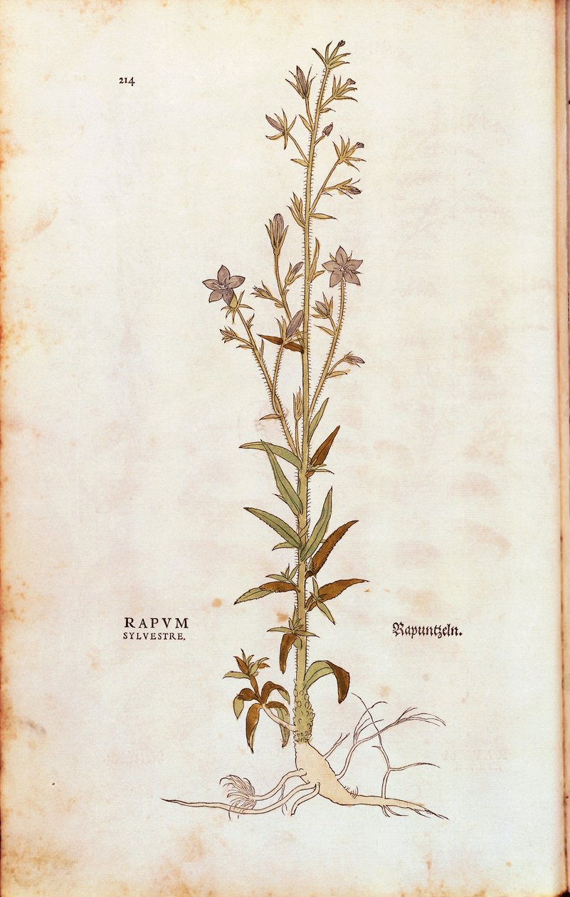 Raponzolo - Campanula rapunculus, da De historia stirpium commentarii insignes da Leonhard Fuchs