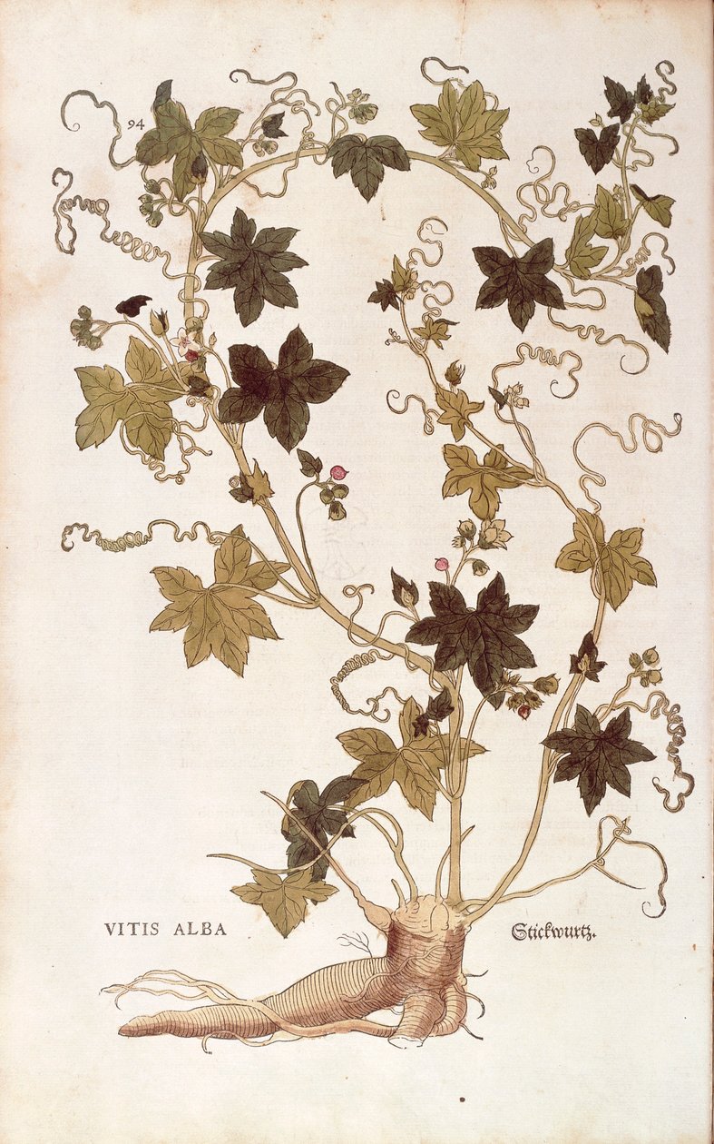 Bryonia dioica (Vitis alba), da De historia stirpium commentarii insignes da Leonhard Fuchs