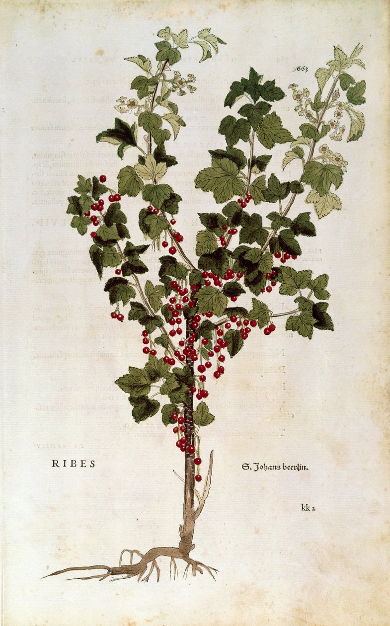 Ribes rosso (Ribes rubrum) di Leonhart Fuchs da De historia stirpium commentarii insignes da Leonhard Fuchs
