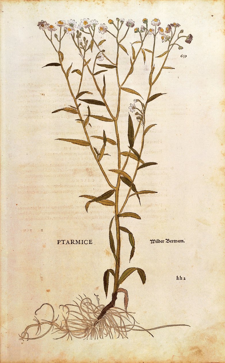 Achillea ptarmica (Ptarmice) da De historia stirpium commentarii insignes, incisione colorata da Leonhard Fuchs
