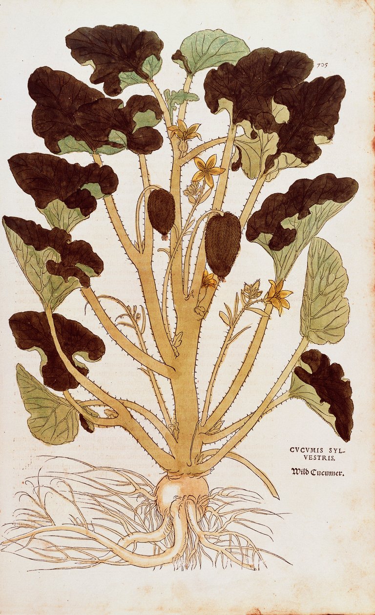 Cetriolo selvatico - Ecballium elaterium (Cucumis sylvestris) da De historia stirpium commentarii insignes, incisione colorata da Leonhard Fuchs