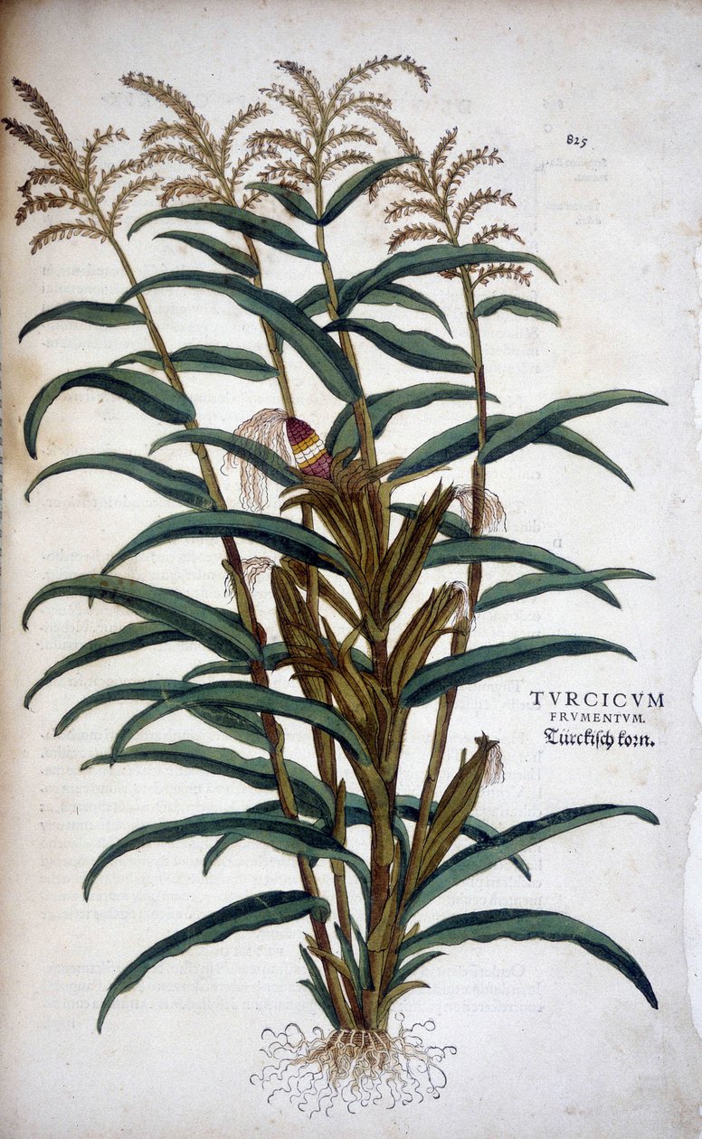 Turcicum Frumentum (Mais) - in "De Historia Stirpium commentarii insignes" di Leonhart Fuchs da Leonhard Fuchs