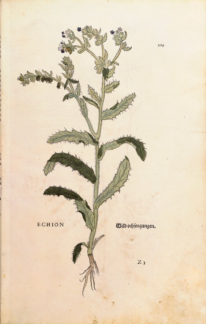 Erba viperina o erba azzurra - Echium vulgare (Echion) di Leonhart Fuchs da De historia stirpium commentarii insignes (Commentari notevoli sulla storia delle piante) incisione colorata da Leonhard Fuchs