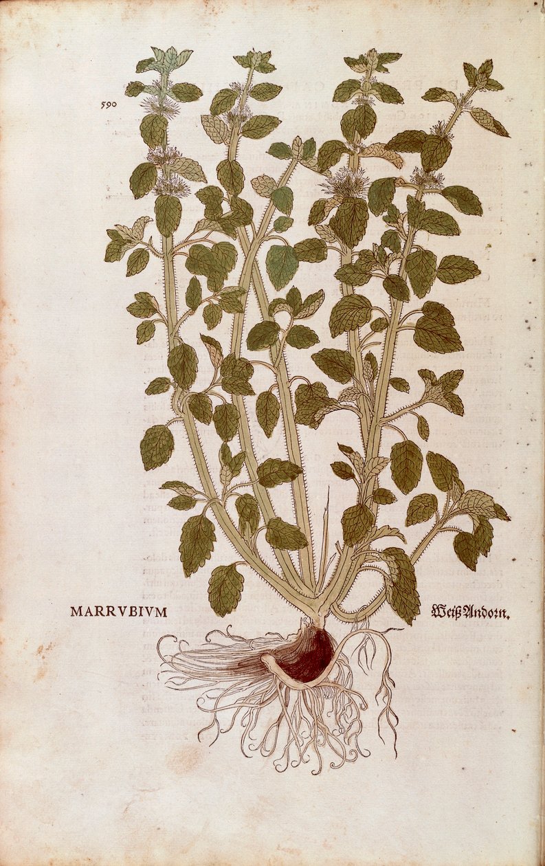 Marrubio bianco (Marrubium vulgare) di Leonhart Fuchs da De historia stirpium commentarii insignes (Commentari notevoli sulla storia delle piante) incisione colorata da Leonhard Fuchs