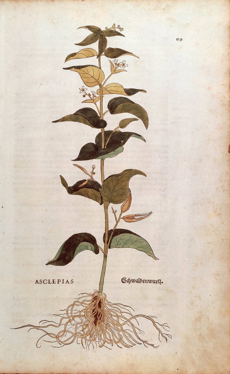 Cynanchum vincetoxicum (Asclepias) da De historia stirpium commentarii insignes da Leonhard Fuchs