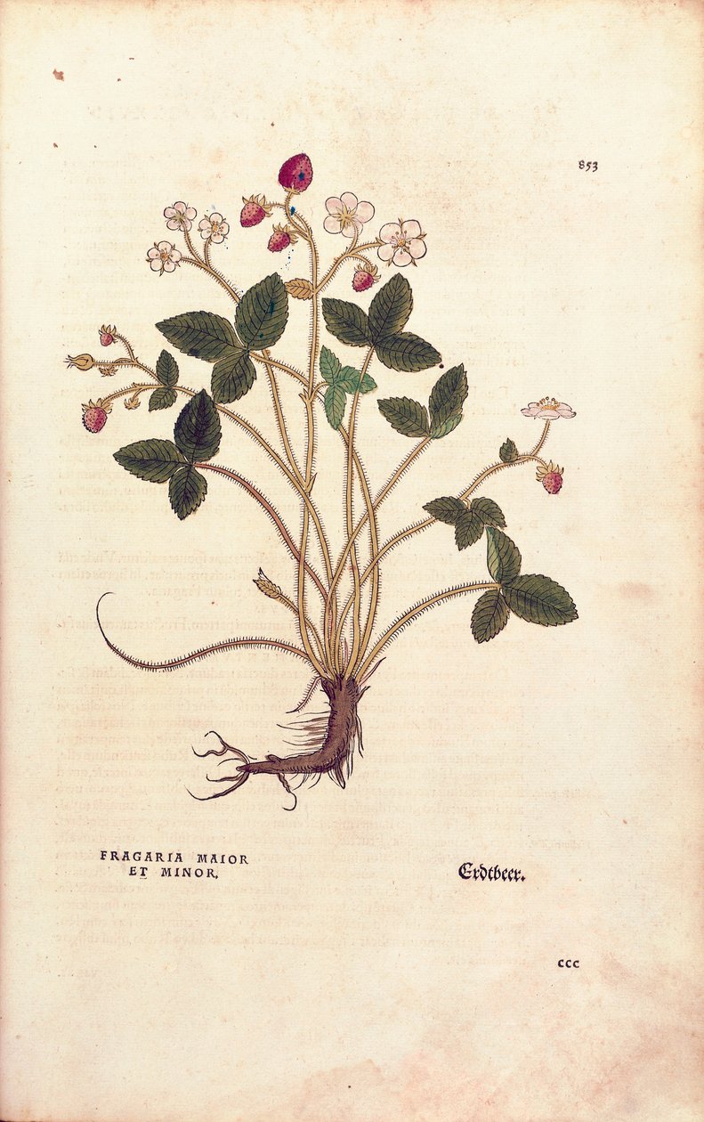 Fragaria vesca (Fragaria maior et minor) da De historia stirpium commentarii insignes da Leonhard Fuchs