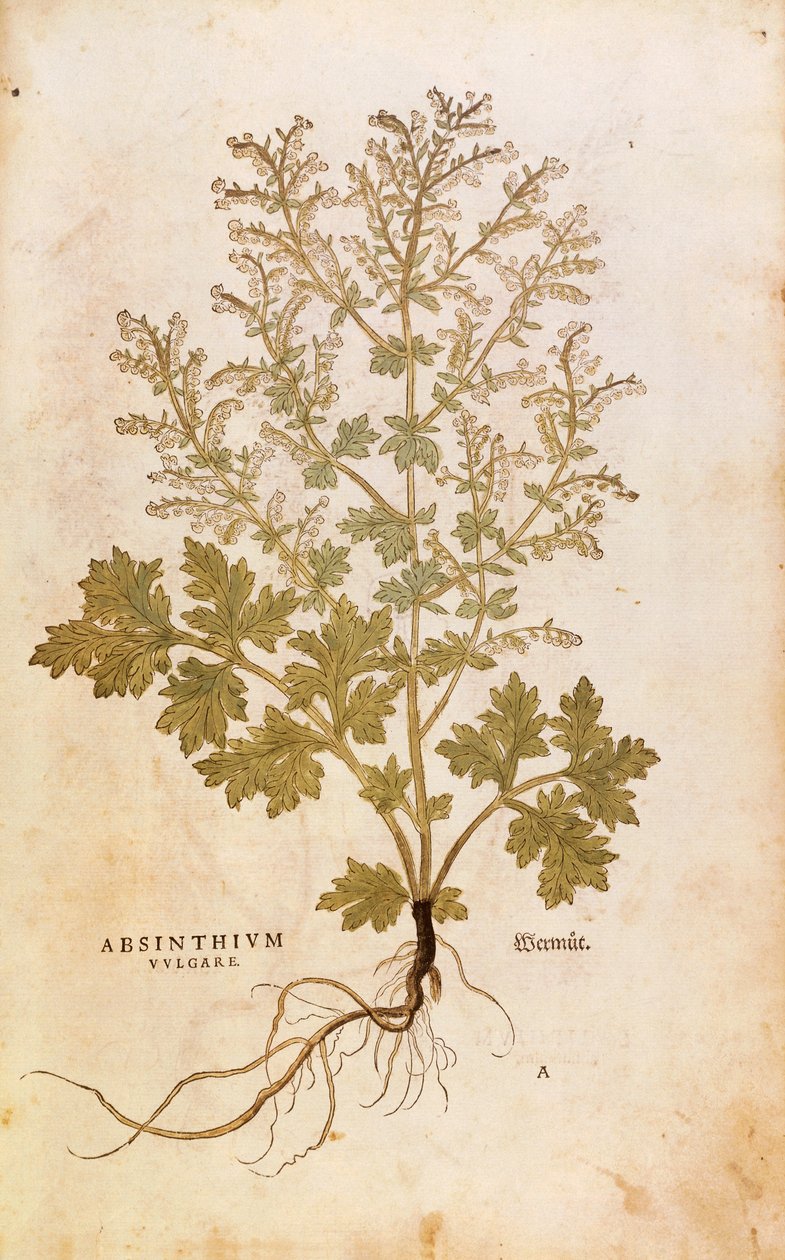Assenzio - Artemisia absinthium (Absinthium vulgare) da De historia stirpium commentarii insignes, incisione colorata da Leonhard Fuchs