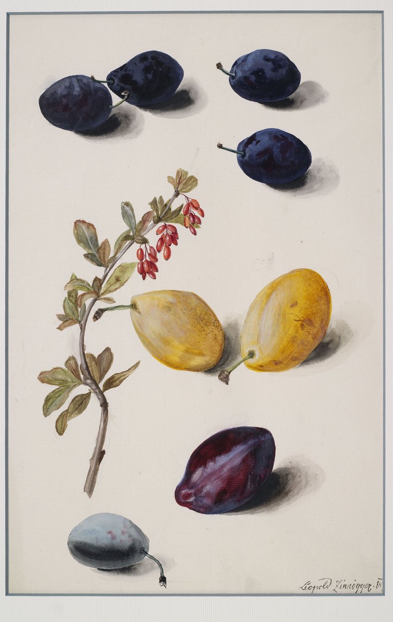 Frutti da Leopold Zinnogger