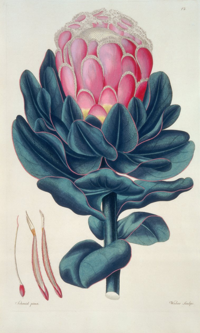 Protea speciosa, Perigonia pistillum (pl.12) da 