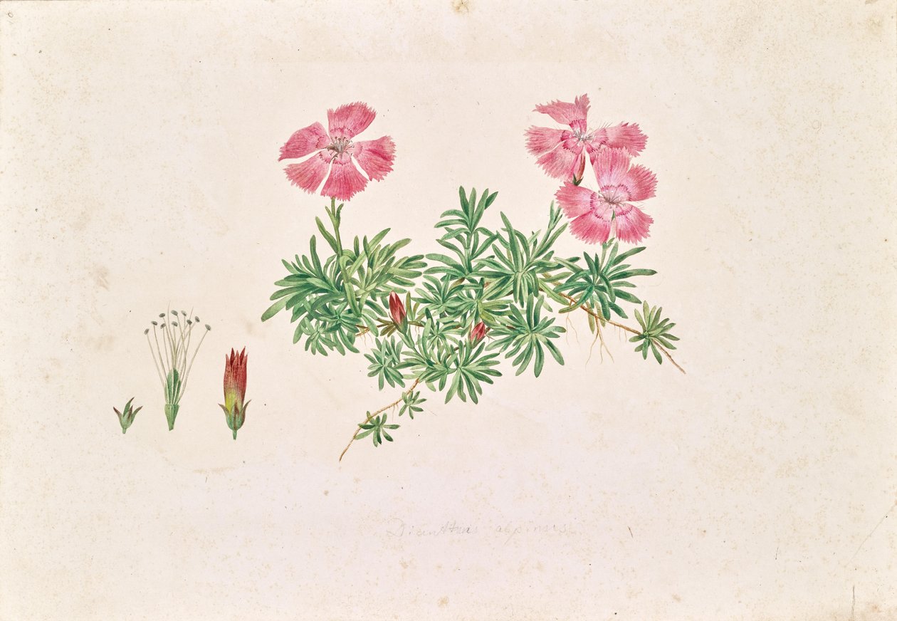 Garofano alpino (Dianthus alpinus) da Leopold von Stoll