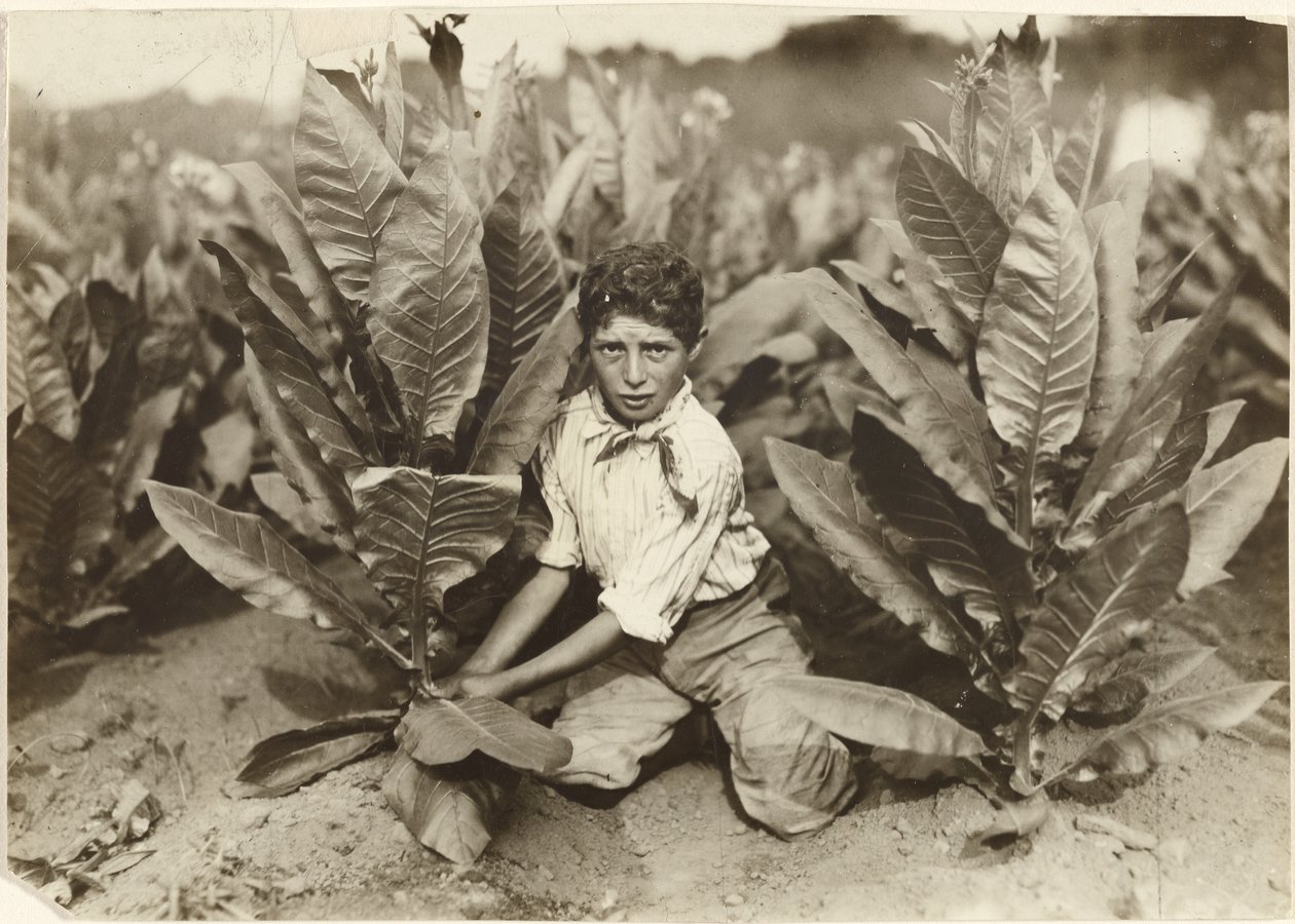 Un raccoglitore di dieci anni nella piantagione di tabacco di Gildersleeve da Lewis W. Hine