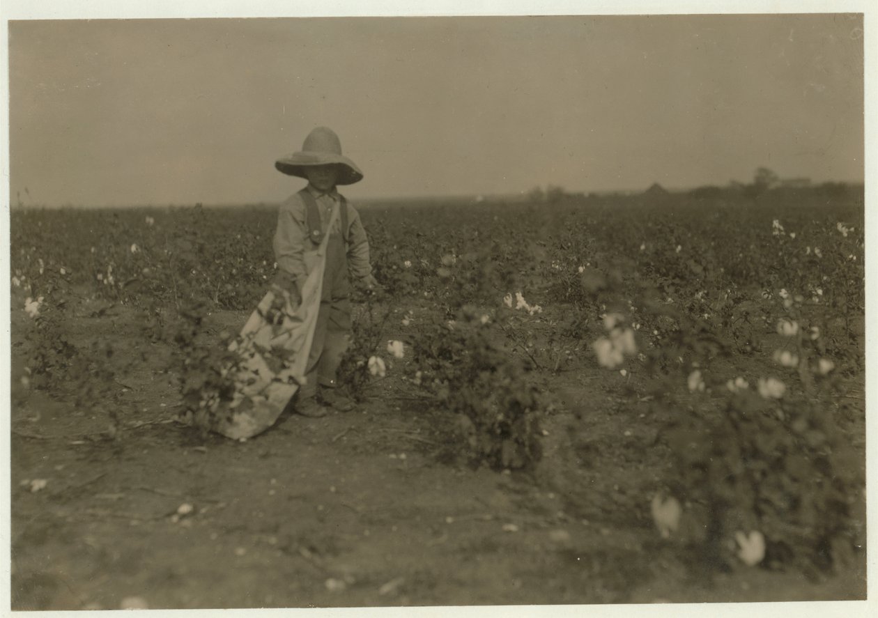 Willie Hesse di 5 anni raccoglie 15 libbre di cotone al giorno nella fattoria di 80 acri dei suoi genitori vicino a West, Texas, 1913 da Lewis Wickes Hine