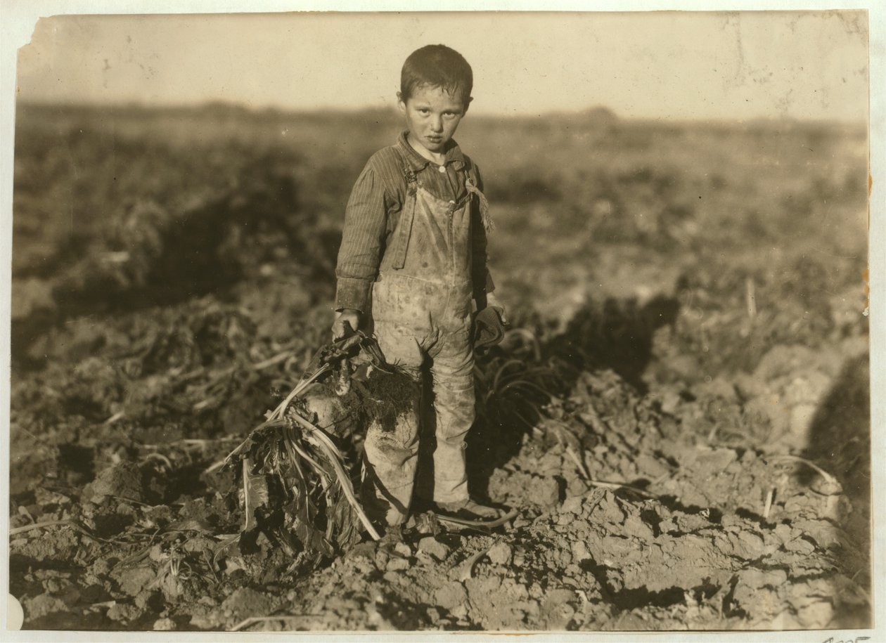 Jo di 6 anni che raccoglie barbabietole da zucchero in una fattoria vicino a Sterling, Colorado, 1915 da Lewis Wickes Hine