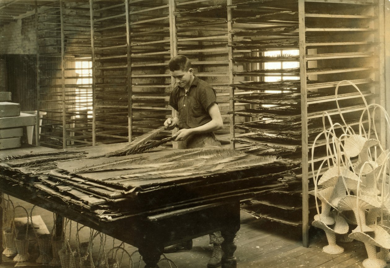 Un ragazzo di 15 anni che smista foglie di cycas presso la Boston Floral Supply Company da Lewis Wickes Hine