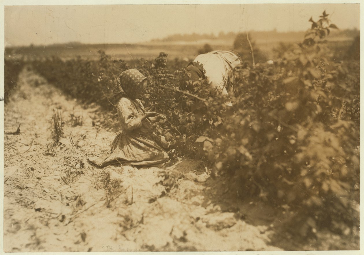 Una bambina polacca di sei anni che raccoglie bacche tutto il giorno con la sua famiglia (Scholtz) a Rock Creek vicino a Baltimora, Maryland, 1909 da Lewis Wickes Hine
