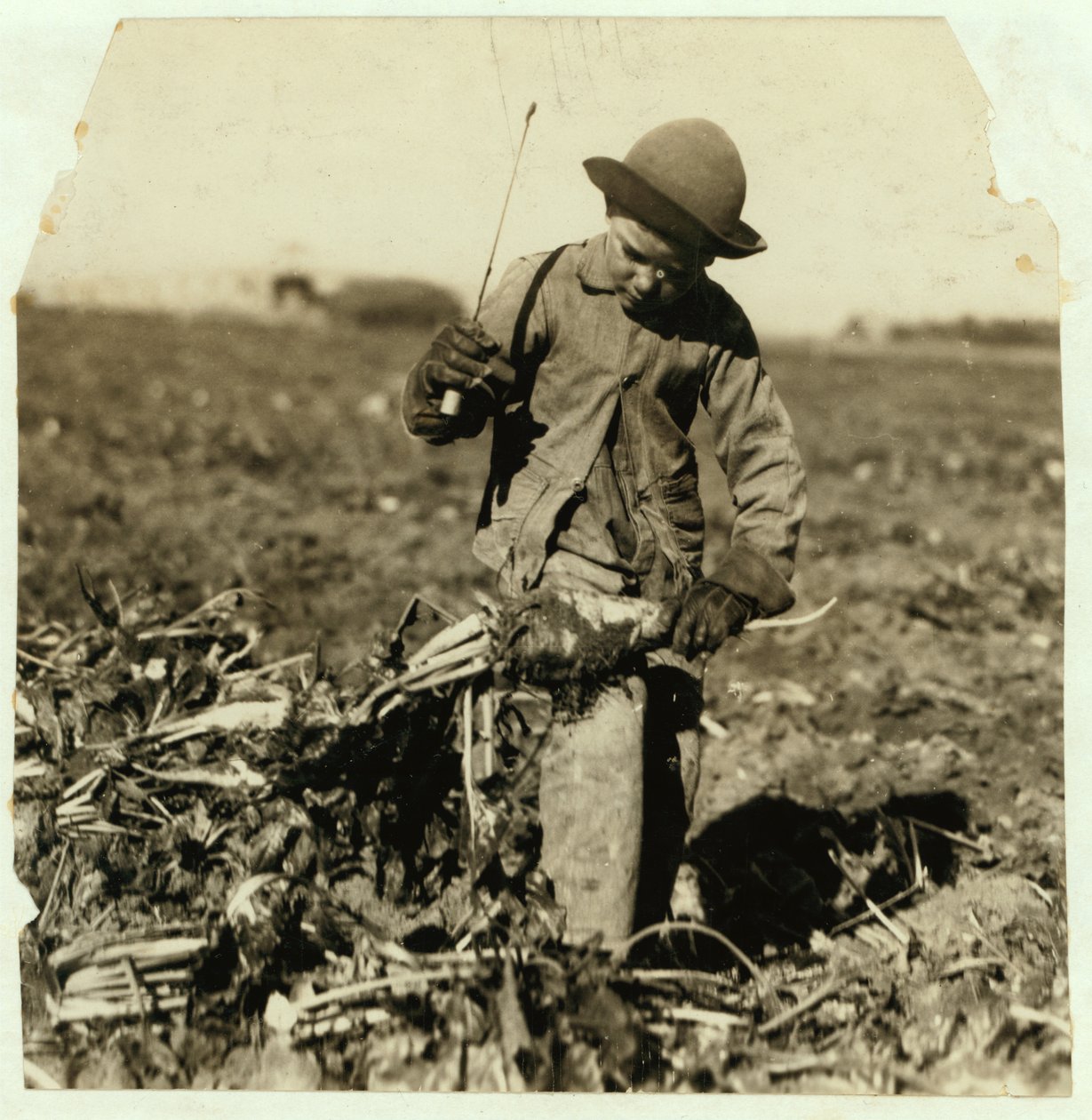 Alex Reiber di 7 anni continua a raccogliere barbabietole da zucchero dopo essersi ferito al ginocchio, vicino a Sterling, Colorado da Lewis Wickes Hine