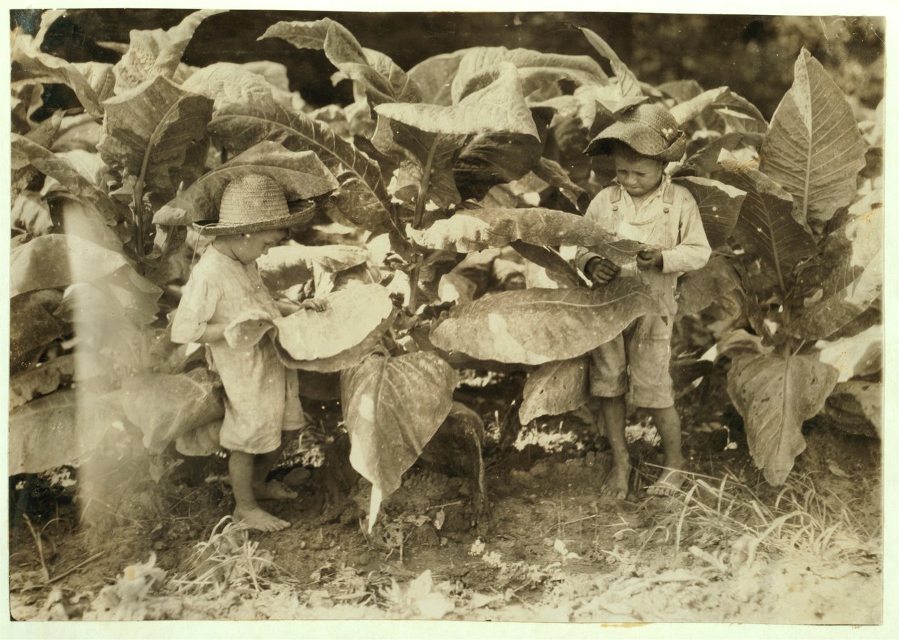 Amos 6 e Horace 4 raccolgono tabacco per il loro padre John Neal a Warren County, Albaton, Kentucky, 1916 da Lewis Wickes Hine