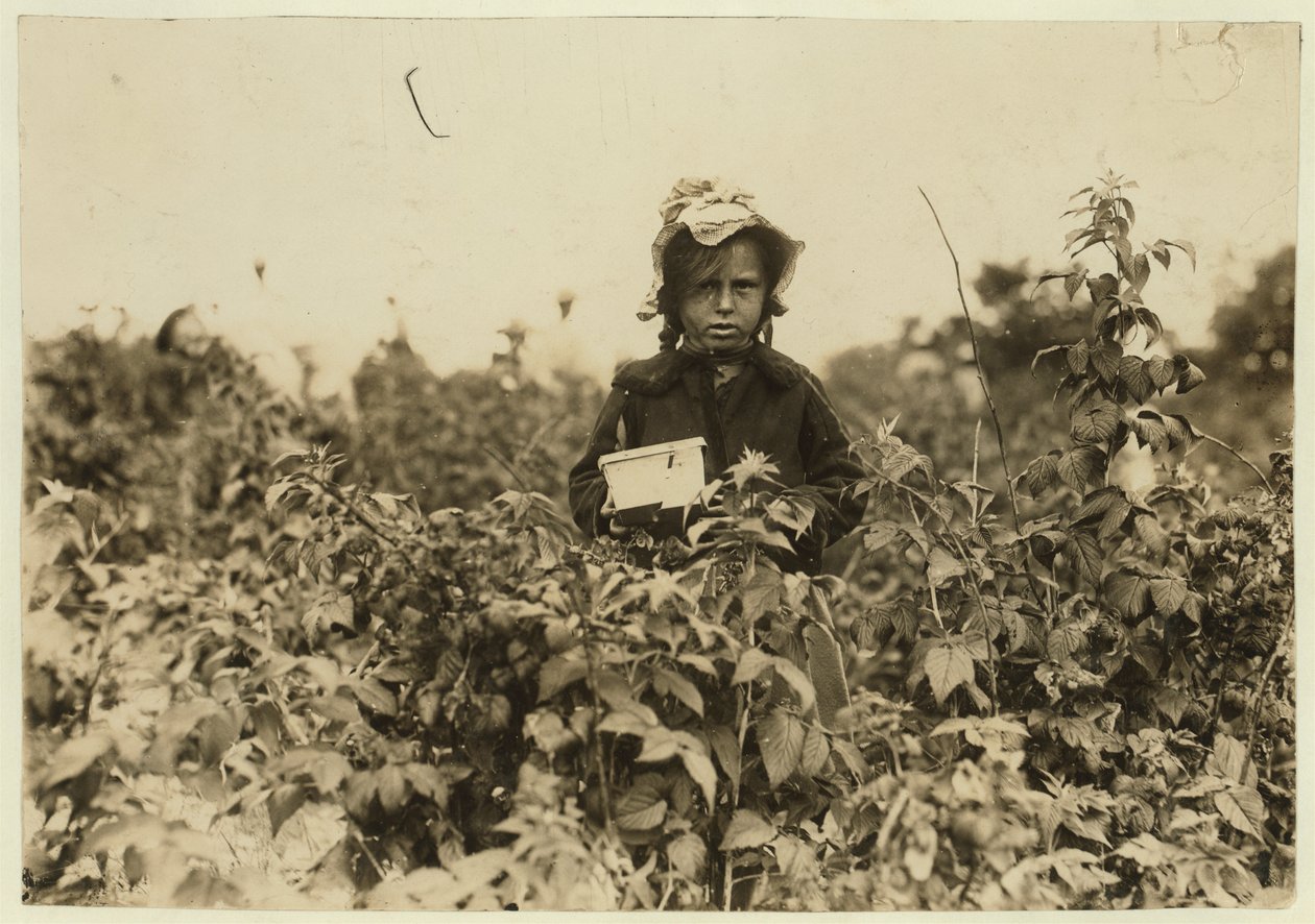 Annie Bissie raccoglie bacche nei campi vicino a Baltimora, Maryland, 1909 da Lewis Wickes Hine