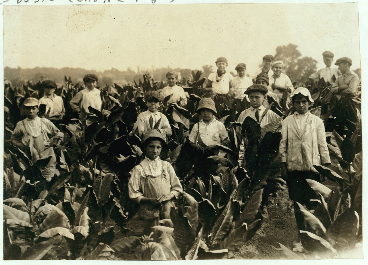 Fattoria di tabacco Goodrich, vicino a Gildersleeve, Connecticut, 1917 da Lewis Wickes Hine