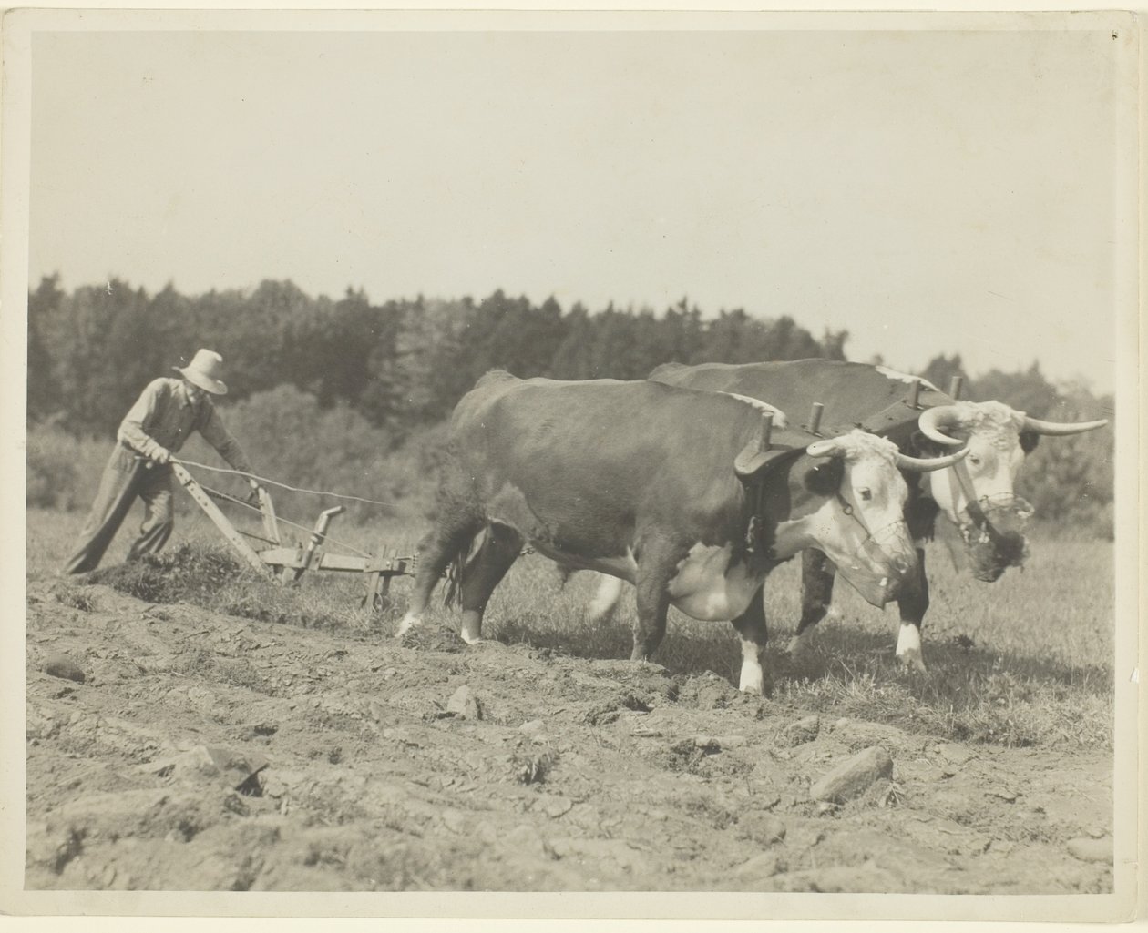 Scena rurale nel Maine centrale, si usano ancora molti buoi da Lewis Wickes Hine