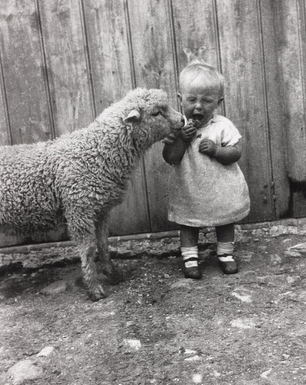 Agnello interessato allo spuntino di un bambino, c 1930s da Unbekannt Unbekannt