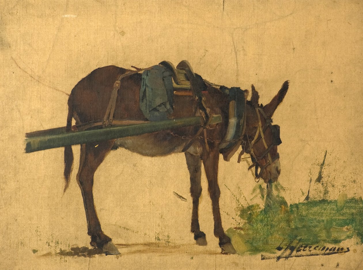 Studio di un mulo da Lievan Herremans
