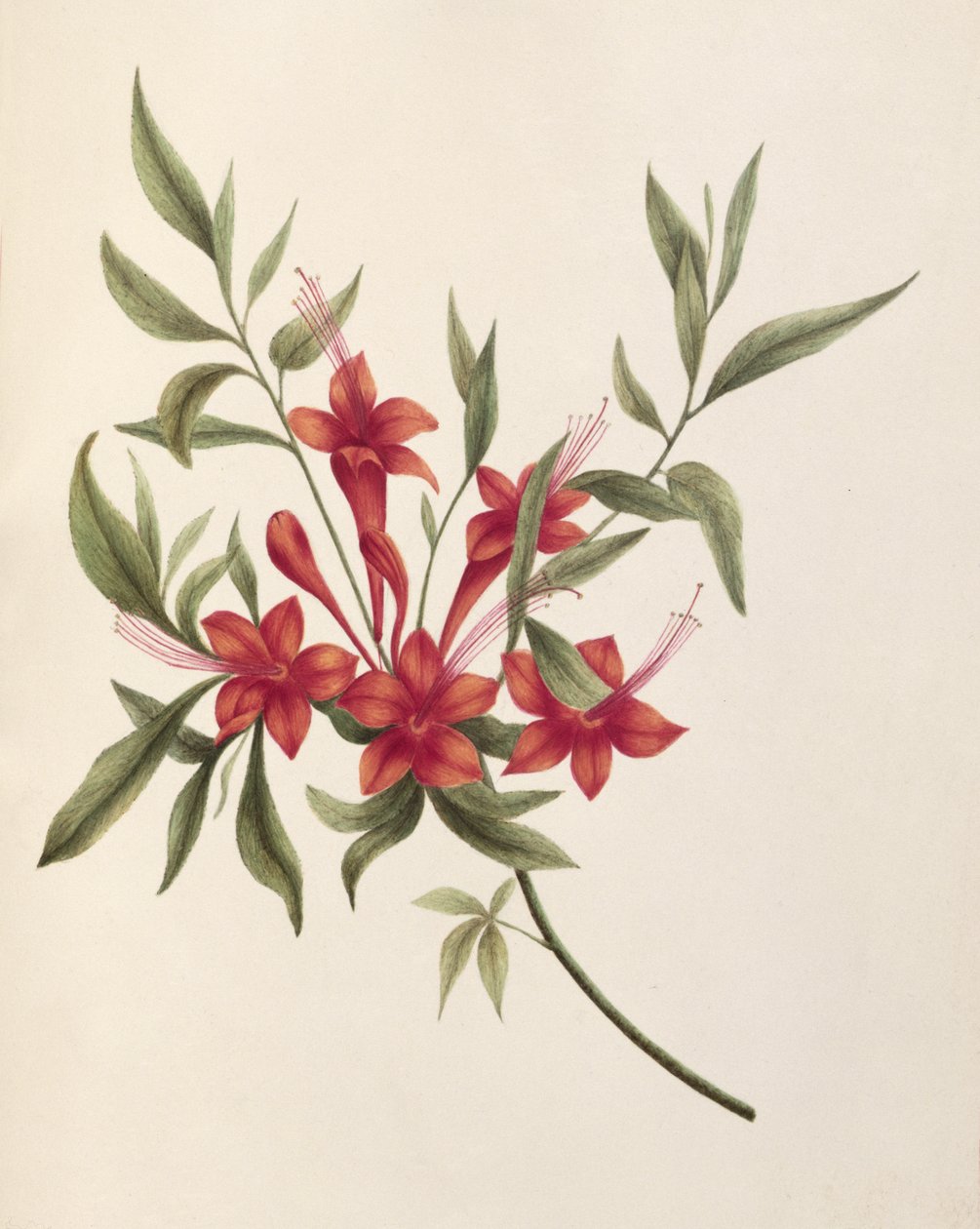 Fucsia da Lili Cartwright