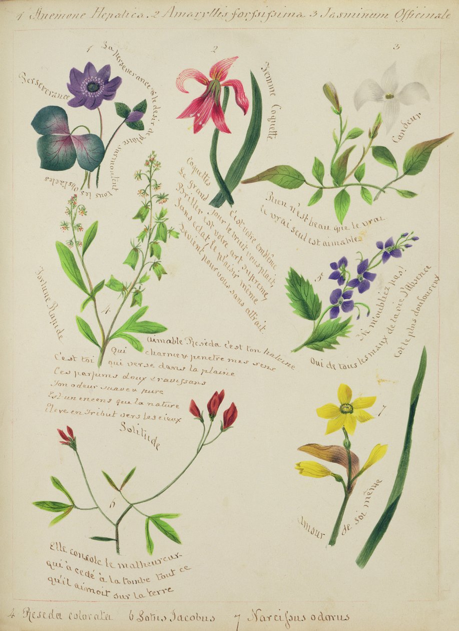 Fiori selvatici (pagina da un libro di schizzi con versi) da Lili Cartwright