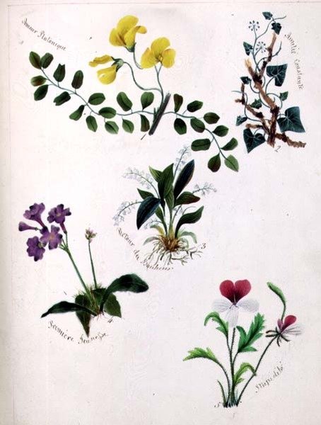 Fiori selvatici da Lili Cartwright