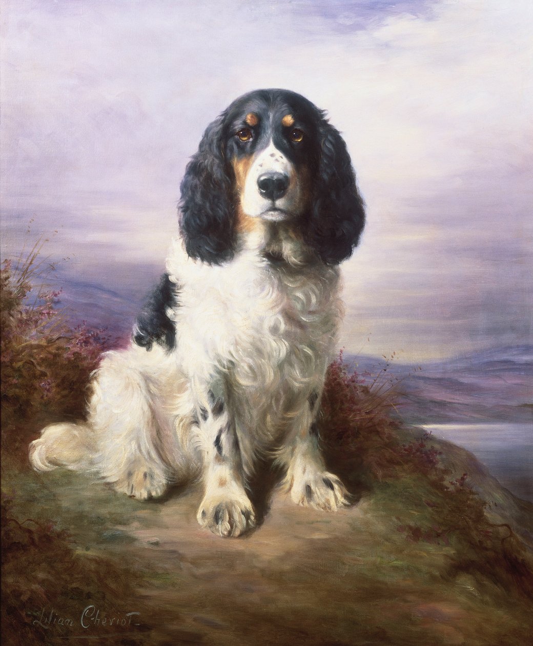 Royal, un Springer Spaniel tricolore da lavoro da Lilian Cheviot