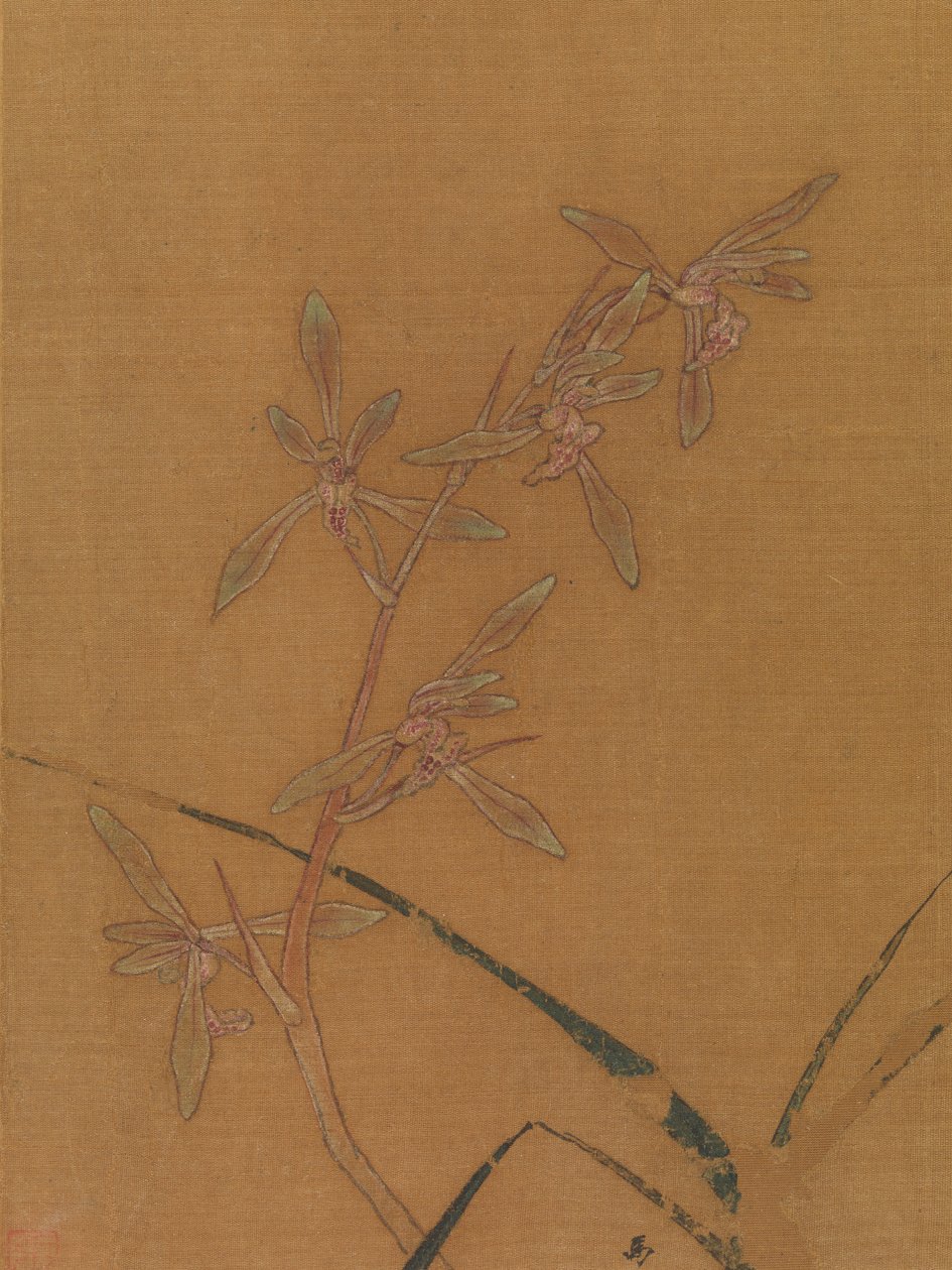 Orchidee, secondo quarto del XIII secolo (foglia d