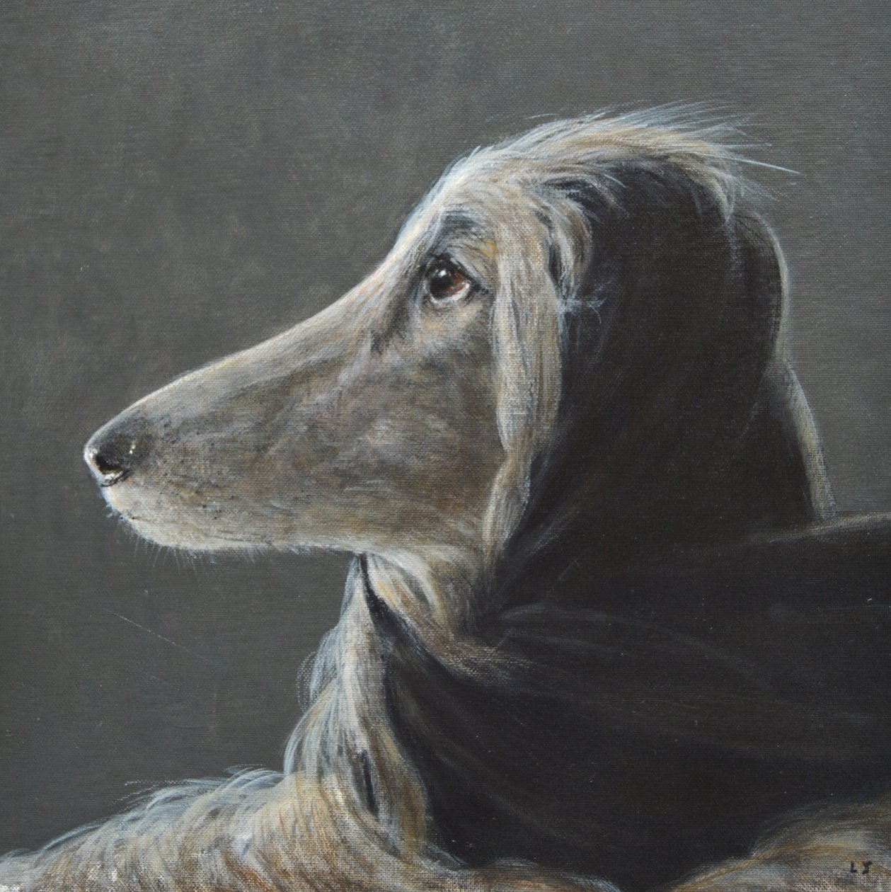Afghano in Velocità, Grigio da Lincoln Seligman