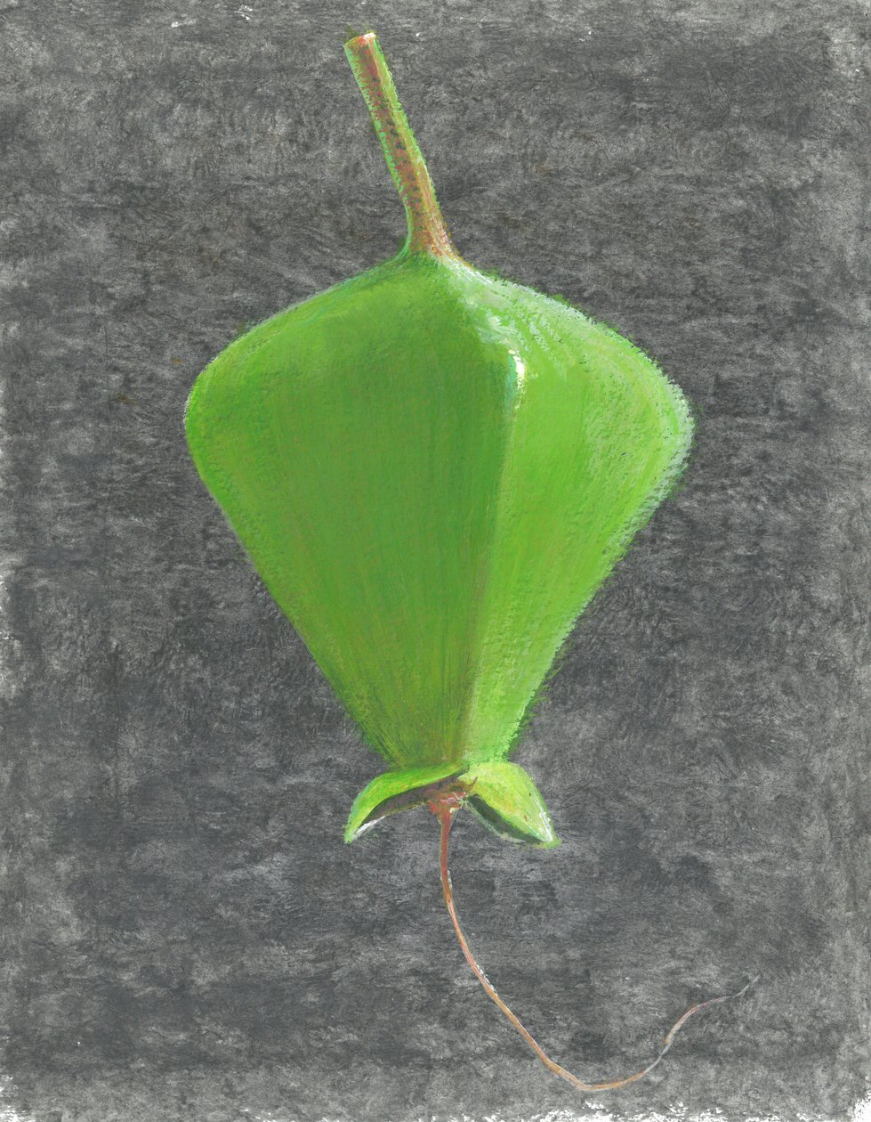 Barringtonia Acutangula da Lincoln Seligman