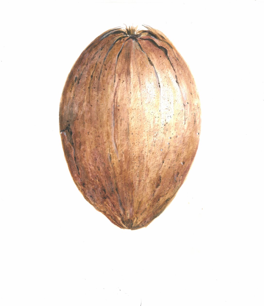 Noce di cocco, 2015 da Lincoln Seligman