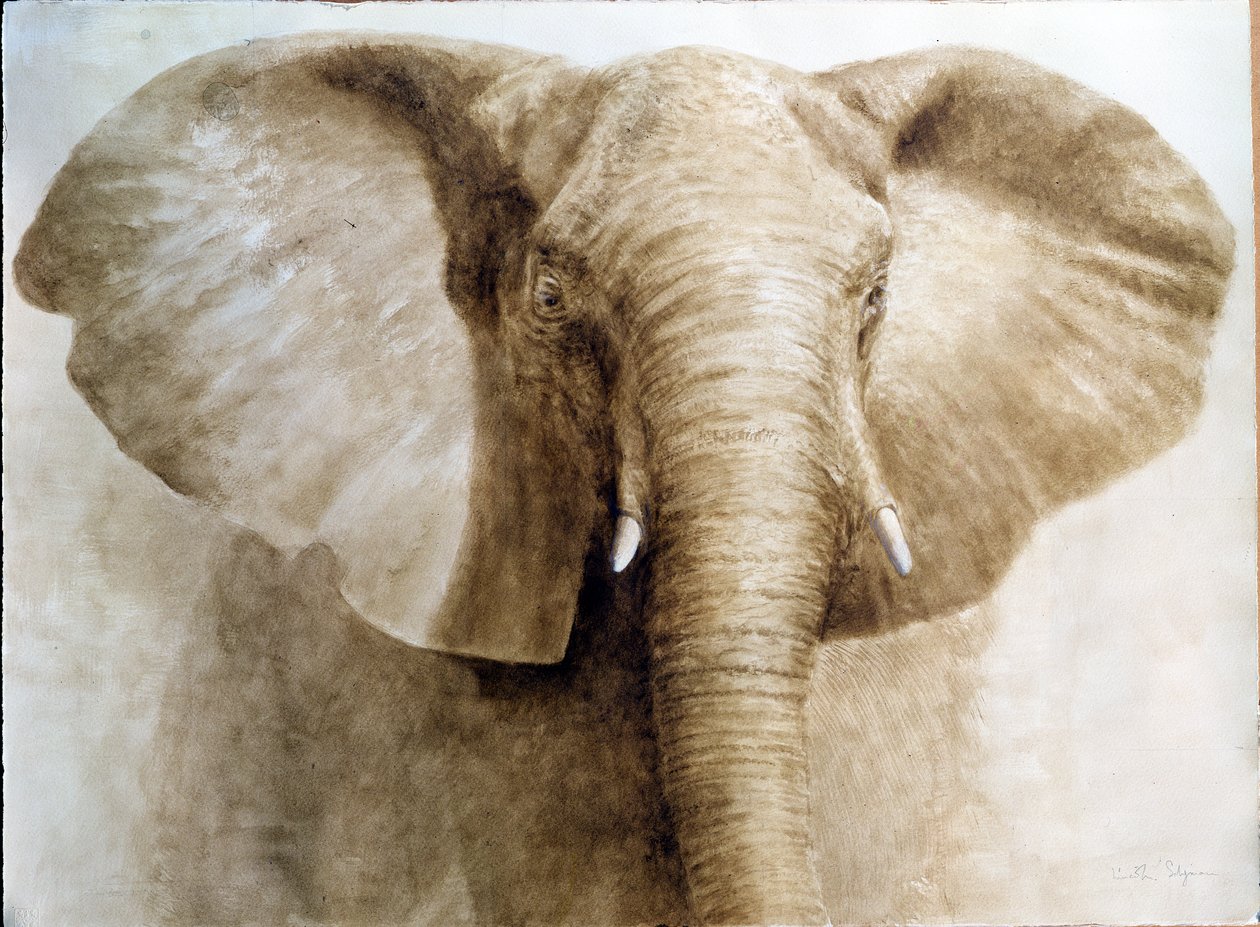 Elefante, 2004 da Lincoln Seligman