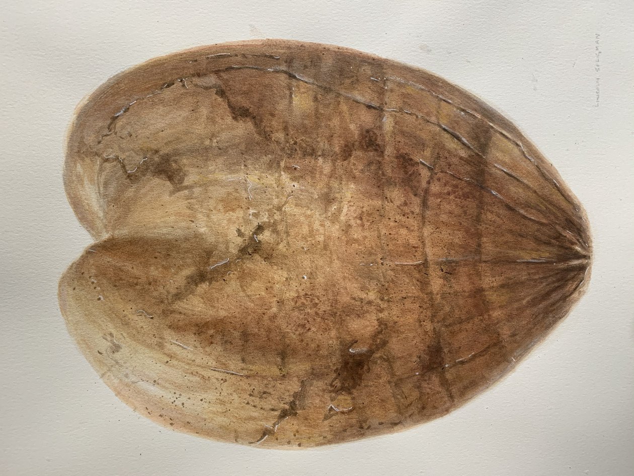 Cocco 1 da Lincoln Seligman