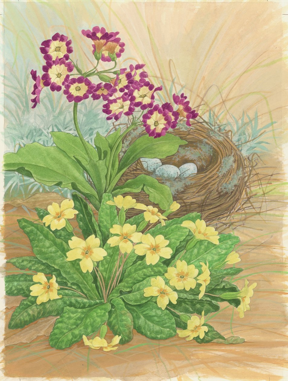 Auricola, primula e nido da Linda Benton