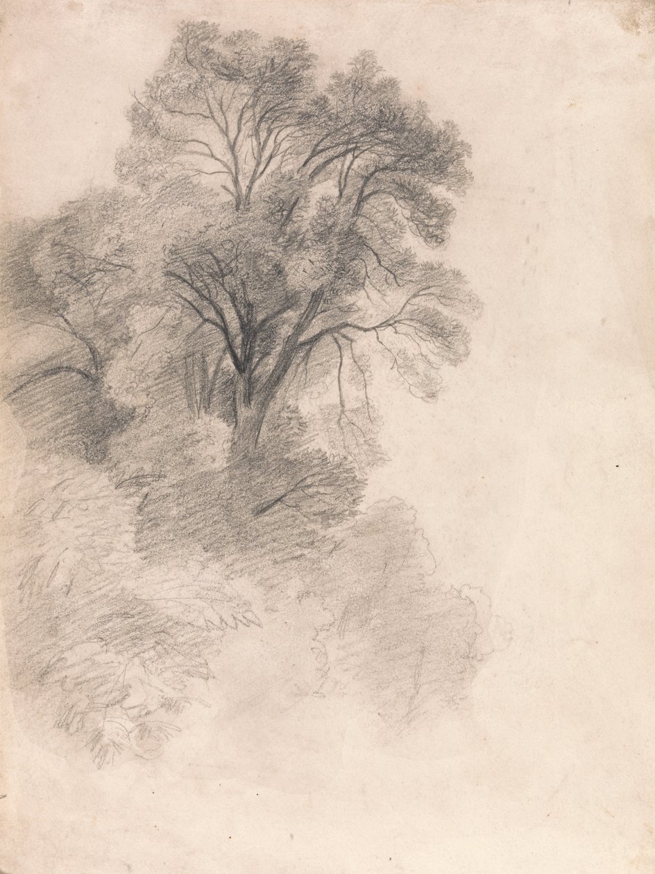 Studio di Frassini da Lionel Constable