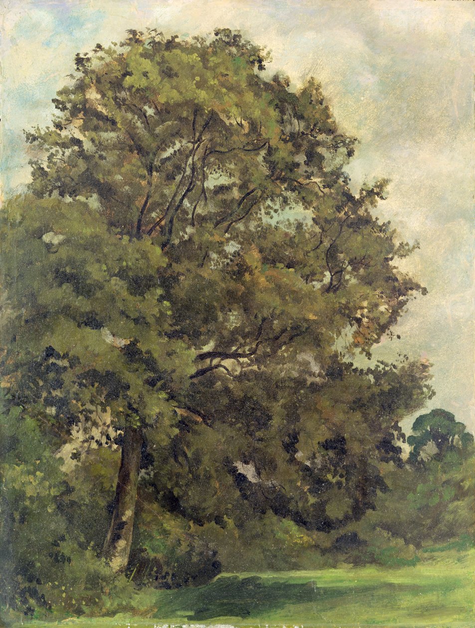 Studio di un frassino, c.1851 da Lionel Constable